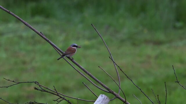 red-backed shrike with captured beetle sitting on tree branch