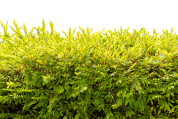 A green shrub features many small leaves. The focus is on the dense foliage. The fresh leaves suggest a healthy plant. This shrub can be used for garden decoration or landscape ideas