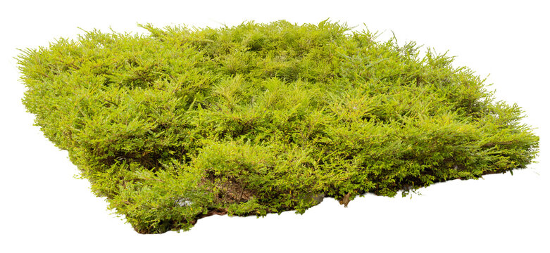 This green moss mat shows a dense layer of moss that can be used for landscaping, craft projects, or as decoration. The cut-out background makes it easy to add to designs