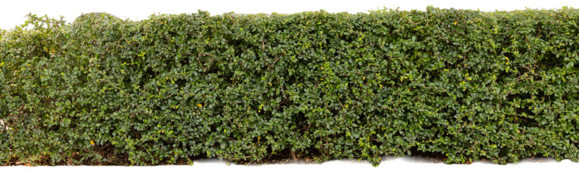 This cut out element shows a thick hedge made of green leaves suitable for graphic design, background use, or other creative projects. The hedge is uniform in shape and color