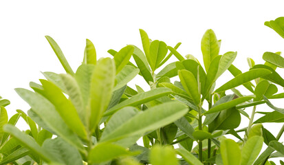 Obraz premium Green leaves are arranged closely together, forming a lush and vibrant appearance. The plant shows various shapes and sizes of leaves that create a lively visual effect