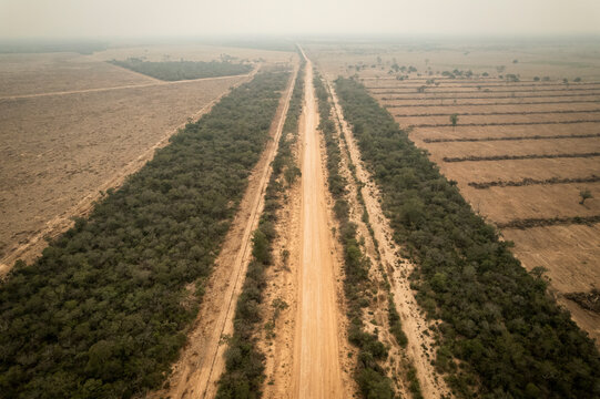 Native forest cleared along a roadside in Formosa, Argentina, showing deforestation, habitat loss, and human impact on the Chaco ecosystem, highlighting environmental degradation and land use change.