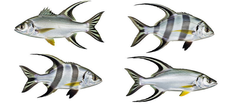 A collection of four realistic tropical fish including Tarpon and striped Tigerfish isolated on a white background.
