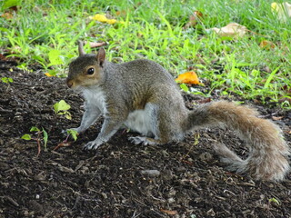 Portrait de profil d'un écureuil dans un parc.  © Kmille