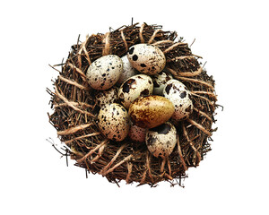 Obraz premium Quail eggs in decorative wreath, elegant mood, symbolizing spring celebration and gourmet delicacy against soft neutral background with copy space