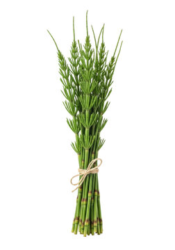 Fresh, vibrant green horsetail plants (Equisetum arvense) with slender segmented stems, tied with jute twine, isolated on white background, natural health and botanical purity concept