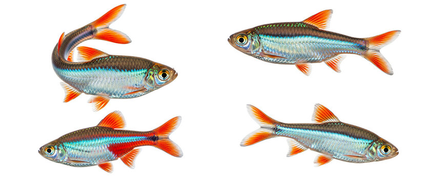 A collection of four vibrant Green Neon Tetra fish isolated on a clean white background.