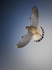 Fototapeta premium A stunning low-angle shot of a Common Kestrel (Falco tinnunculus) soaring through a clear blue sky. The falcon's wings and tail feathers are fully fanned out, showcasing intricate plumage patterns hig