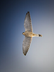 Fototapeta premium A breathtaking vertical shot of a Common Kestrel (Falco tinnunculus) soaring high in a clear blue sky. The bird is captured from a direct low-angle perspective, showing perfect symmetry in its spread 