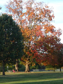 Paysage d'automne : changement de saison et couleurs vives de la nature.