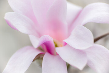 Pink magnolia with blurred background