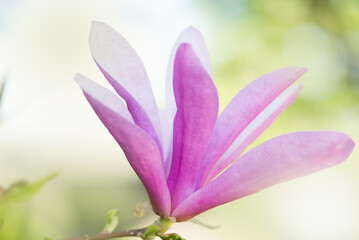 Pink magnolia with blurred background
