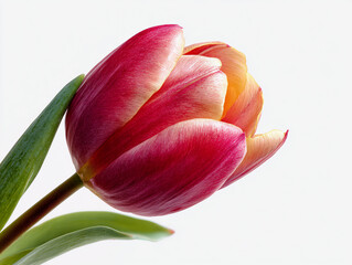 Single Tulip Flower Isolated on White Background
