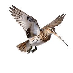snipe, in flight, game, bird, forest, wild, hunting, to hunt, nature, on the move, on the ground