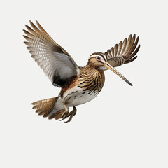 snipe, in flight, game, bird, forest, wild, hunting, to hunt, nature, on the move, on the ground