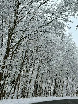 snow covered trees