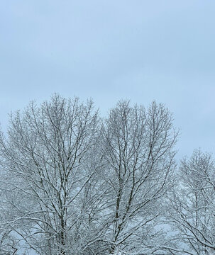 trees in winter