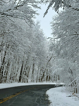 snow covered trees