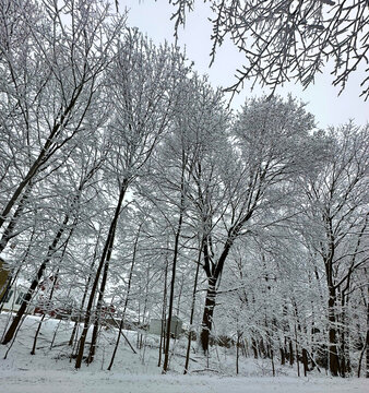 trees in winter