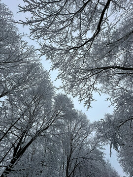 trees and sky