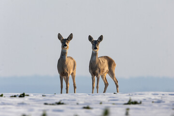 Two female Roe deers standing in field during sunset and looking at camera © Dusan