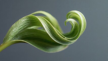 Naklejka premium Curly Green Leaf