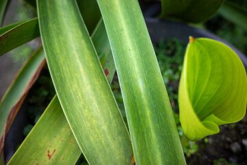 Fototapeta premium close up of green succulent plant