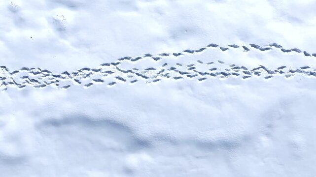 Albania Gjinar mountain Bukanik hiking group in white snow field