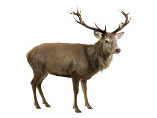 Fototapeta premium Stag deer standing isolated on transparent background