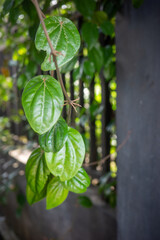 lime tree in the garden