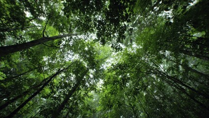 Obraz premium Lush canopy of trees reaching for the sky