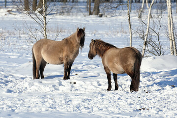 Konik polski © Bartosz Rakoczy