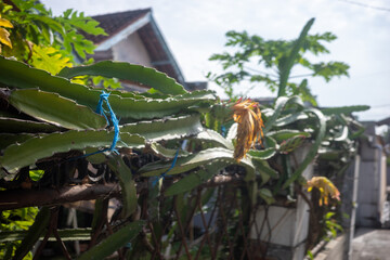 tropical garden with palms