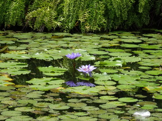 Jardin aquatique de lotus et nénuphars en fleur.