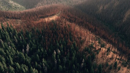 Aerial View of Forest Fire Damage