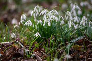 Delicate snowflake flowers blooming outdoors, showcasing nature's intricate designs with white petals and green highlights. A scene symbolizing the beauty and freshness of springtime. Snowdrop.