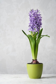 A vibrant purple hyacinth in a pot with  leaves, set against a  concrete background. Spring Hyacinthus orientalis