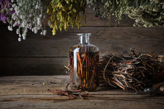 Traditional herbal medicine preparation with a glass bottle of swamp cinquefoil tincture and raw purple marshlocks roots, Comarum palustre on a rustic wooden surface.