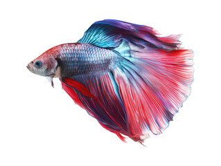 Fototapeta premium Blue betta fish isolated on transparent background