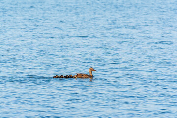 Obraz premium A family of ducks, a duck and its little ducklings are swimming in the water. The duck takes care of its newborn ducklings. Mallard, lat. Anas platyrhynchos