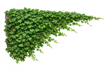 Green ivy leaves climbing a wall corner, creating a natural vertical garden element with a transparent background