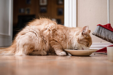 Ginger domestic cat eating food from bowl indoors. © Trygve