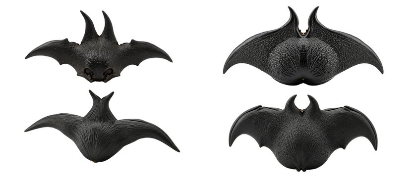 Collection of four black water caltrops known as bat nuts or devil pods isolated on white.