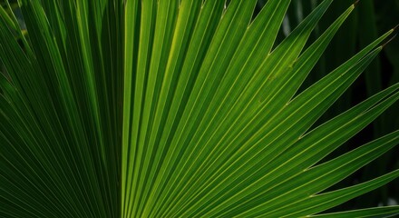 Obraz premium Detailed texture of a large, vibrant tropical palm leaf bathed in natural sunlight, showcasing deep emerald and lime green hues perfect for backgrounds, macro, palm, jungle