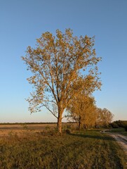 Obraz premium autumn landscape with tree