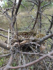 Fototapeta premium nest on tree