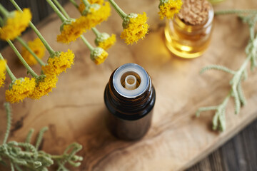 A dark bottle of aromatherapy essential oil with fresh santolina flowers
