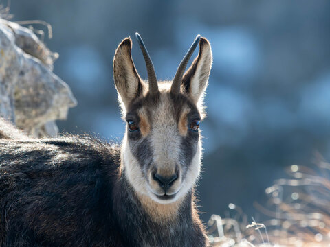 Camoscio delle Alpi (Rupicapra rupicapra)