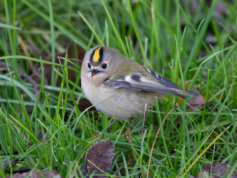 Regolo (Regulus regulus)
