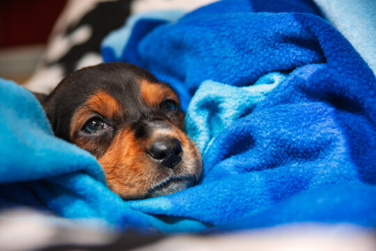 Cute black and tan puppy dog resting comfortably in a soft blue blanket